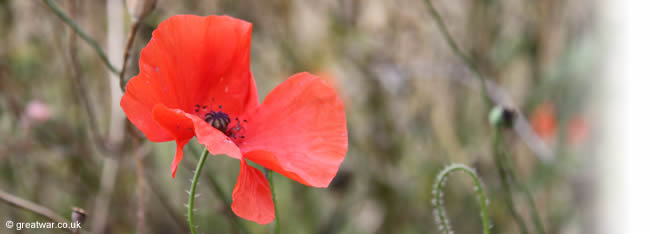 Red Poppies grew up from the graves of the soldiers