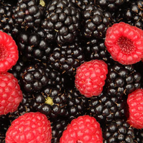 slide05-berries